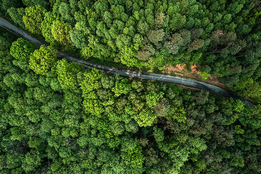 Road in forest_high